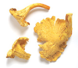 Chanterelle jaune